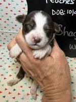 Shaggy, a male Aussiedoodle and Miniature Aussiedoodle for sale in Kandiyohi, MN – 1 of 5