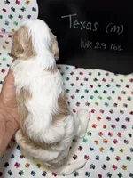 Texas, a male Cavapoo for sale in Kandiyohi, MN – 5 of 5