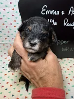 Pepper, a male Cavapoo for sale in Kandiyohi, MN – 1 of 5