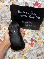 Ayla, a female Cavalier King Charles Spaniel for sale in Kandiyohi, MN – 5 of 5