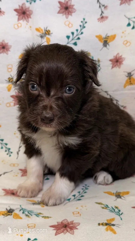 Kit Kat – Bordoodle puppy for sale in Kandiyohi, MN