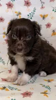 Kit Kat, a female Bordoodle for sale in Kandiyohi, MN – 1 of 3