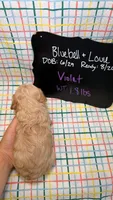 Violet, a female Cavapoo for sale in Kandiyohi, MN – 4 of 4