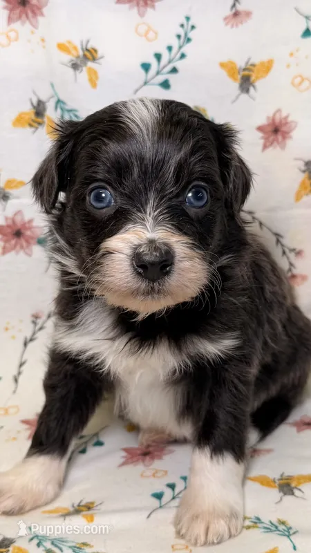  Buttercup-Blue eyes – Bordoodle puppy for sale in Kandiyohi, MN