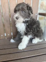 Hi Chew, a male Bordoodle for sale in Kandiyohi, MN – 6 of 6