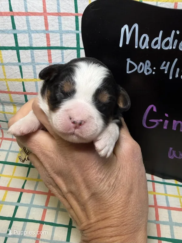 Ginger – Bernedoodle, Miniature Bernedoodle puppy for sale in Kandiyohi, MN