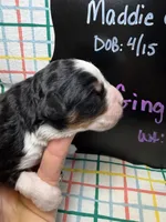 Ginger, a female Bernedoodle and Miniature Bernedoodle for sale in Kandiyohi, MN – Photo 2 of 5