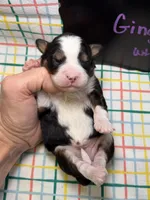 Ginger, a female Bernedoodle and Miniature Bernedoodle for sale in Kandiyohi, MN – Photo 4 of 5