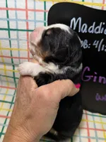 Ginger, a female Bernedoodle and Miniature Bernedoodle for sale in Kandiyohi, MN – Photo 3 of 5