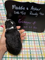 Ginger, a female Bernedoodle and Miniature Bernedoodle for sale in Kandiyohi, MN – Photo 5 of 5