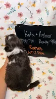 Reeses, a male Bordoodle for sale in Kandiyohi, MN – 4 of 4