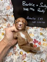 Amelia, a female Cavalier King Charles Spaniel for sale in Kandiyohi, MN – 4 of 5