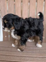 Honey, a female Miniature Bernedoodle for sale in Kandiyohi, MN – 5 of 5