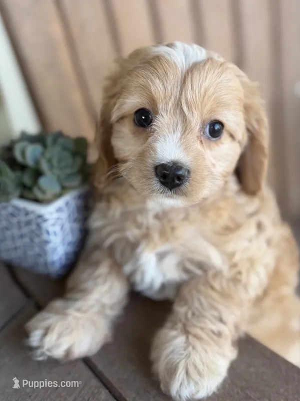 Francesca – Cavapoo puppy for sale in Kandiyohi, MN