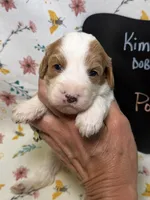 Poppy, a female Cavapoo for sale in Kandiyohi, MN – Photo 1 of 4