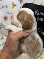 Poppy, a female Cavapoo for sale in Kandiyohi, MN – Photo 3 of 4