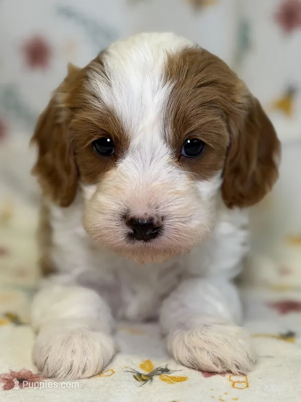 Poppy – Cavapoo puppy for sale in Kandiyohi, MN