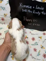 Poppy, a female Cavapoo for sale in Kandiyohi, MN – Photo 4 of 4