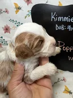 Poppy, a female Cavapoo for sale in Kandiyohi, MN – Photo 2 of 4