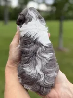 Phoebe-Blue eyes, a female Cavapoo for sale in Kandiyohi, MN – 3 of 4
