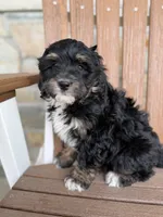 Peach, a female Bernedoodle and Miniature Bernedoodle for sale in Kandiyohi, MN – 7 of 8