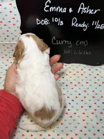 Curry, a male Cavapoo for sale in Kandiyohi, MN – 4 of 5