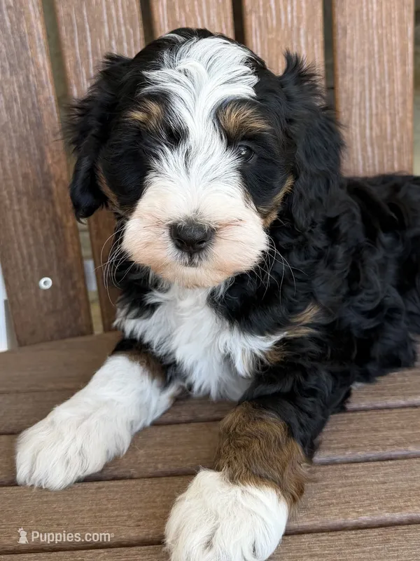 Max – Bernedoodle, Miniature Bernedoodle puppy for sale in Kandiyohi, MN