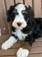 Max, a male Bernedoodle and Miniature Bernedoodle for sale in Kandiyohi, MN – 1 of 5