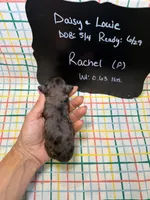 Rachel, a female Cavapoo for sale in Kandiyohi, MN – 4 of 5