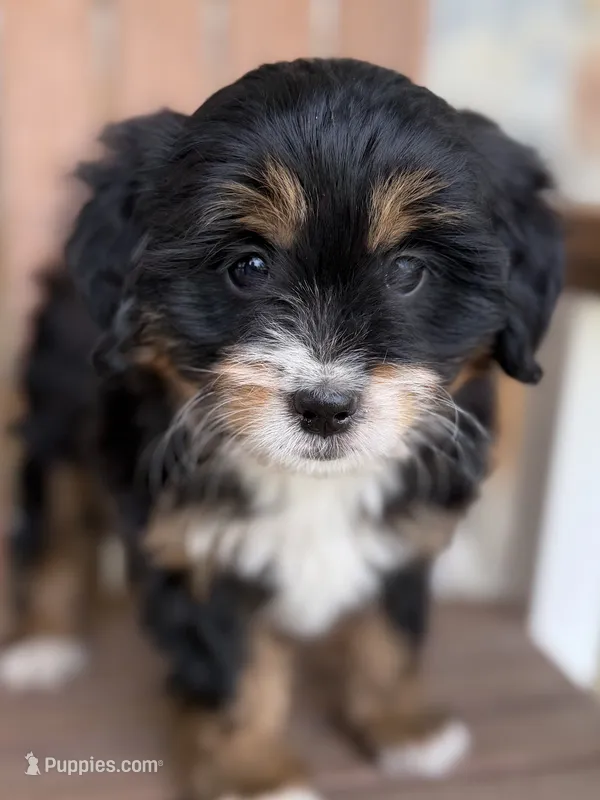 Honey – Miniature Bernedoodle puppy for sale in Kandiyohi, MN