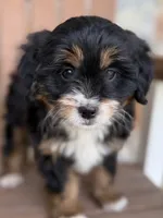 Honey, a female Miniature Bernedoodle for sale in Kandiyohi, MN – 1 of 5