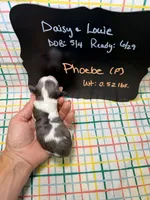 Phoebe, a female Cavapoo for sale in Kandiyohi, MN – 4 of 4