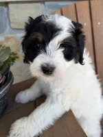 Olaf, a male Bernedoodle and Miniature Bernedoodle for sale in Kandiyohi, MN – 4 of 4