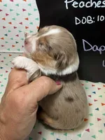 Daphne, a female Aussiedoodle and Miniature Aussiedoodle for sale in Kandiyohi, MN – 3 of 5
