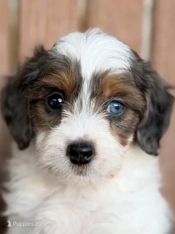 Cooper – Bernedoodle, Miniature Bernedoodle puppy for sale in Kandiyohi, MN