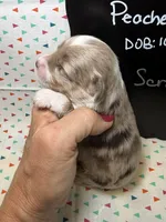 Scrappy, a male Aussiedoodle and Miniature Aussiedoodle for sale in Kandiyohi, MN – 3 of 5