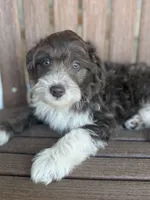 Hi Chew, a male Bordoodle for sale in Kandiyohi, MN – 3 of 6