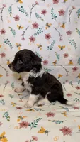 M&M, a male Bordoodle for sale in Kandiyohi, MN – 2 of 3