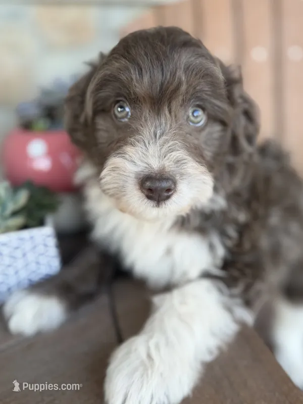 Hi Chew – Bordoodle puppy for sale in Kandiyohi, MN