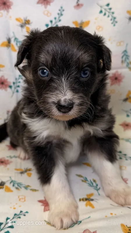 Skittles-Blue eyes – Bordoodle puppy for sale in Kandiyohi, MN