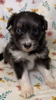 Skittles-Blue eyes, a female Bordoodle for sale in Kandiyohi, MN – 1 of 3