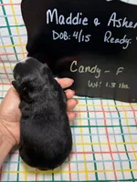 Candy, a female Bernedoodle and Miniature Bernedoodle for sale in Kandiyohi, MN – Photo 4 of 5