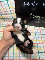 Candy, a female Bernedoodle and Miniature Bernedoodle for sale in Kandiyohi, MN – Photo 5 of 5