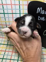 Candy, a female Bernedoodle and Miniature Bernedoodle for sale in Kandiyohi, MN – Photo 1 of 5