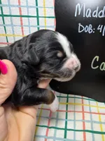 Candy, a female Bernedoodle and Miniature Bernedoodle for sale in Kandiyohi, MN – Photo 3 of 5