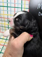 Candy, a female Bernedoodle and Miniature Bernedoodle for sale in Kandiyohi, MN – Photo 2 of 5