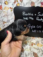 Ayla, a female Cavalier King Charles Spaniel for sale in Kandiyohi, MN – 2 of 5