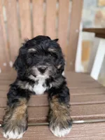 Peach, a female Bernedoodle and Miniature Bernedoodle for sale in Kandiyohi, MN – 6 of 8