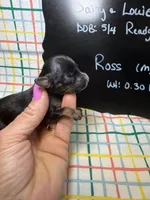 Ross, a male Cavapoo for sale in Kandiyohi, MN – 3 of 5