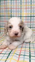 Anthony, a male Cavapoo for sale in Kandiyohi, MN – 1 of 4